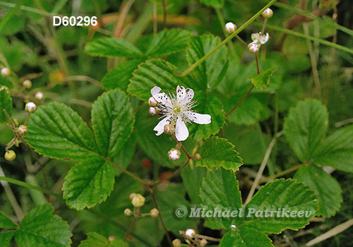 Bristly Dewberry (Rubus hispidus)